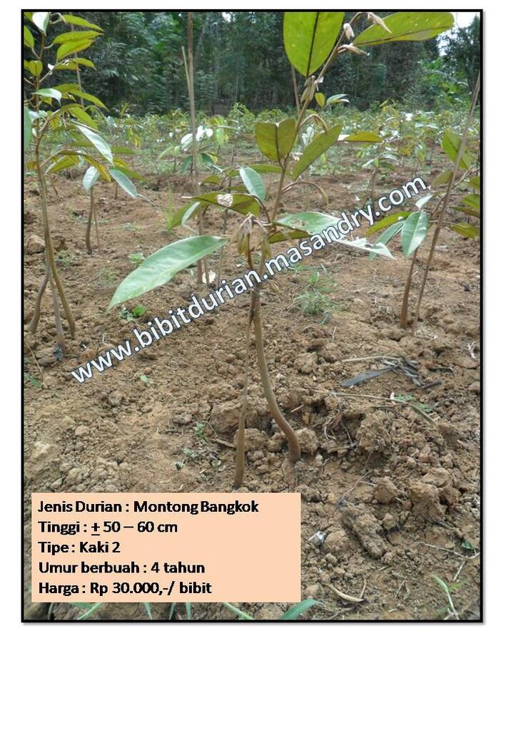 Bibit Durian Montong Bawor Banyumas  KASKUS ARCHIVE