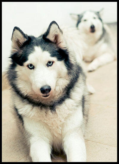 NEW! Siberian Husky Lovers - Read Page #1 for Update - Part 2