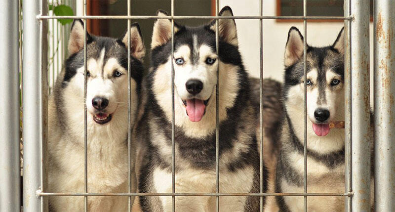 NEW! Siberian Husky Lovers - Read Page #1 for Update - Part 2