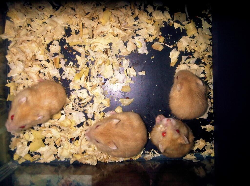 Hamster Golden Red Eye Special and Khusus Jakarta