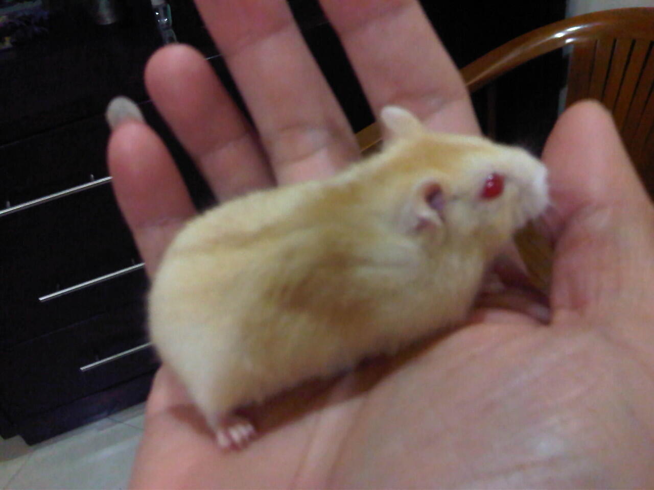 Hamster Golden Red Eye Special and Khusus Jakarta