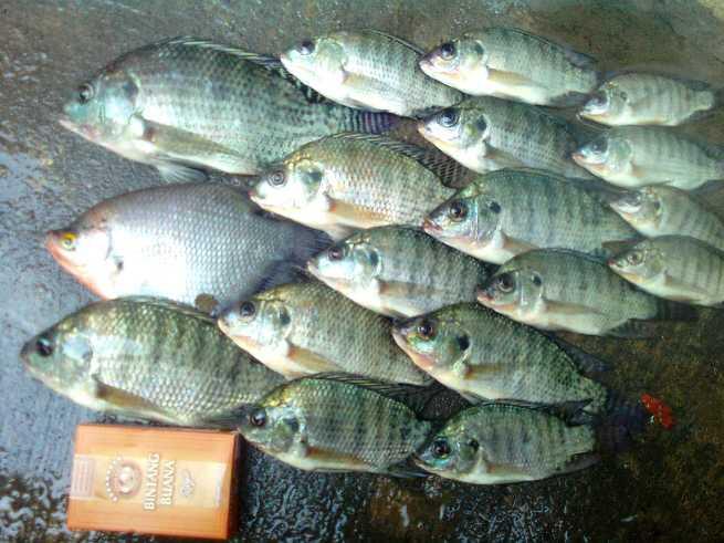 ,,,Sing seneng mancing iwak mlebu,,, | KASKUS ARCHIVE
