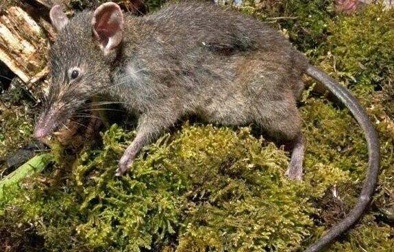 Spesies Tikus Baru Ditemukan Di Indonesia