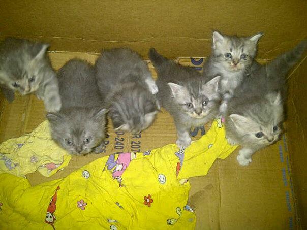 Jual kiten kucing persiaa