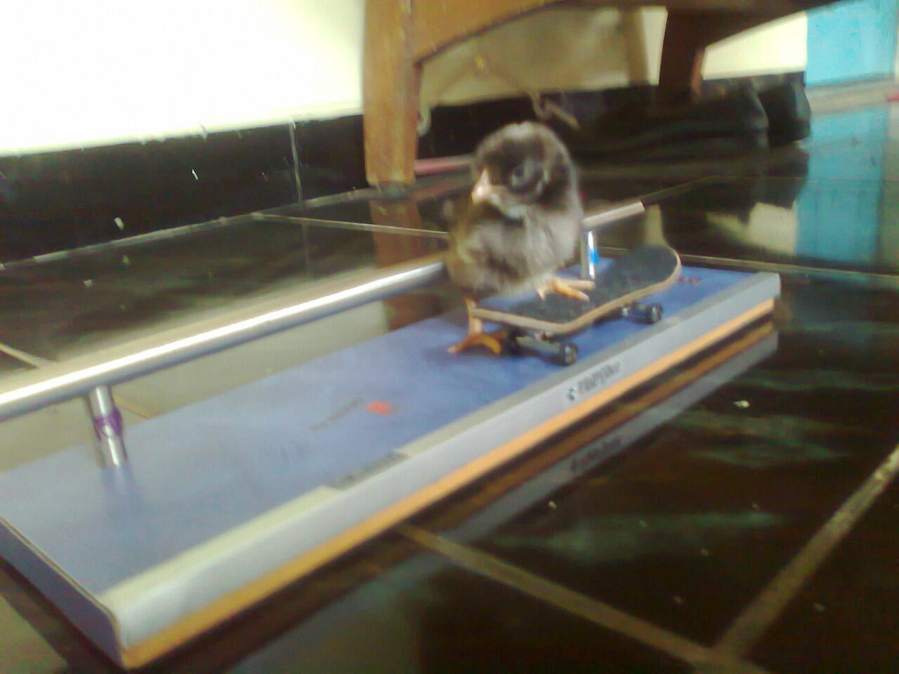 Anak ayam main fingerboard