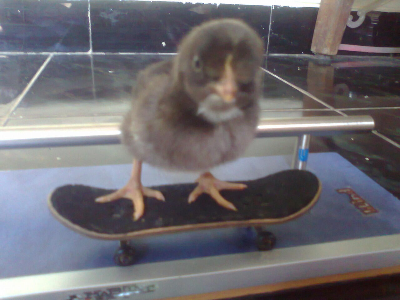 Anak ayam main fingerboard