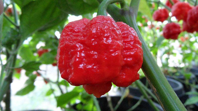 Trinidad Moruga Scorpion: Cabai Terpedas di Dunia