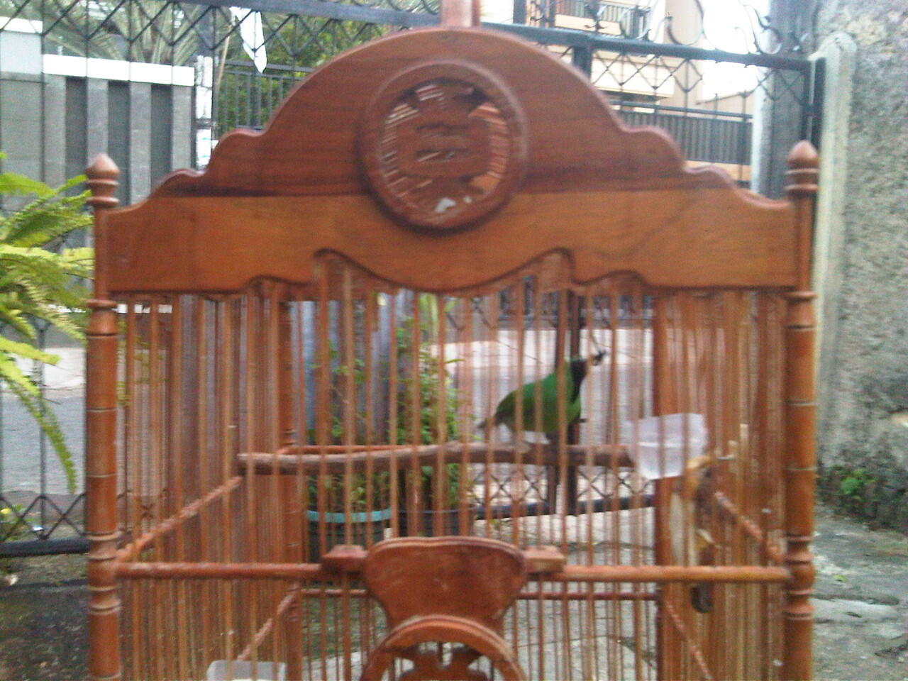 Terjual cucak ijo dan love bird pastel biru KASKUS