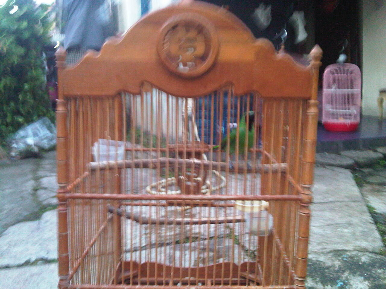 Terjual cucak ijo dan love bird pastel biru KASKUS