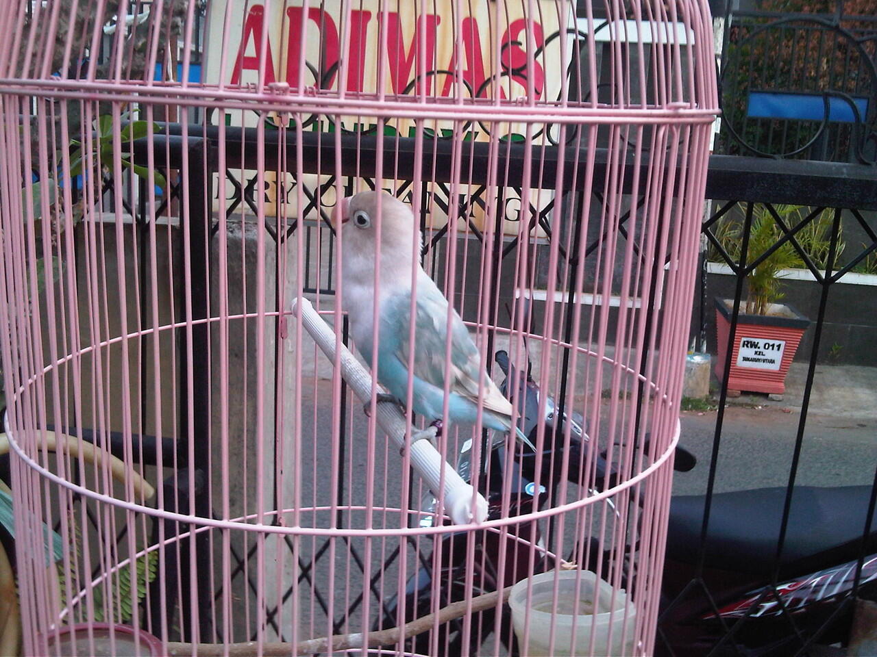 Terjual cucak ijo dan love bird pastel biru KASKUS