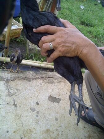 pedang samurai, pistol VOC, ayam cemani, batu giok dll
