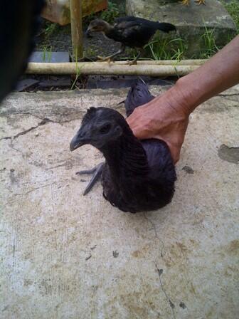 pedang samurai, pistol VOC, ayam cemani, batu giok dll