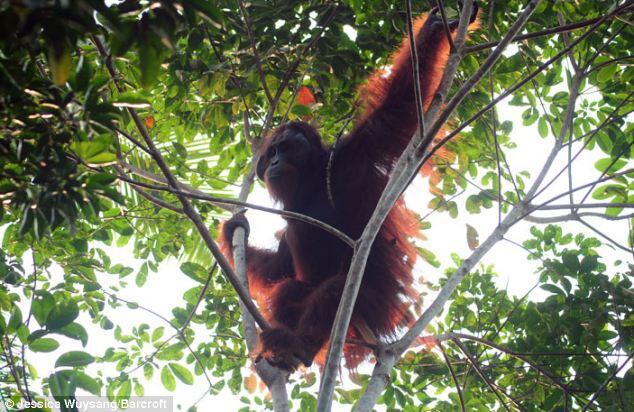 Orang Utan Kalimantan Terbakar !!