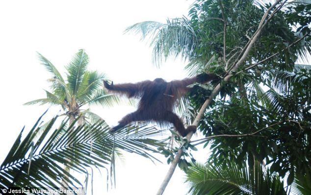 Orang Utan Kalimantan Terbakar !!