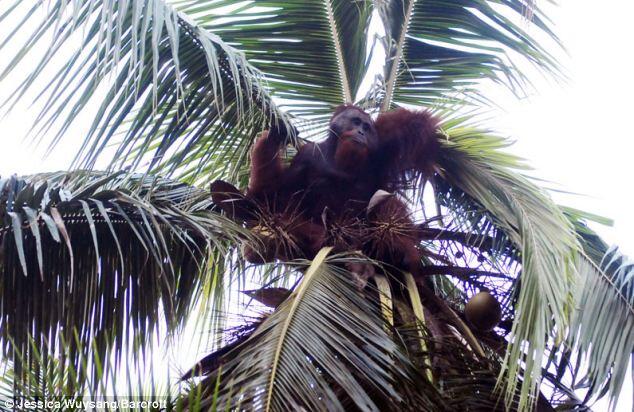 Orang Utan Kalimantan Terbakar !!