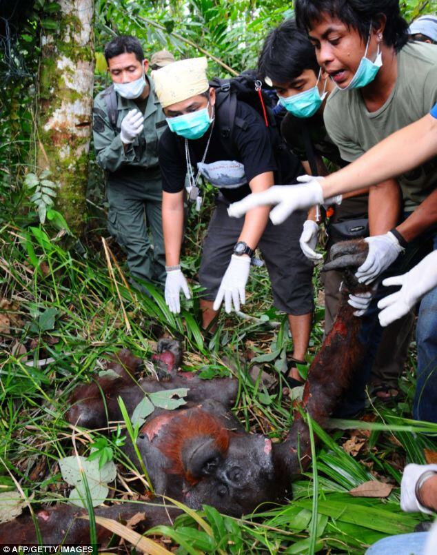 Orang Utan Kalimantan Terbakar !!