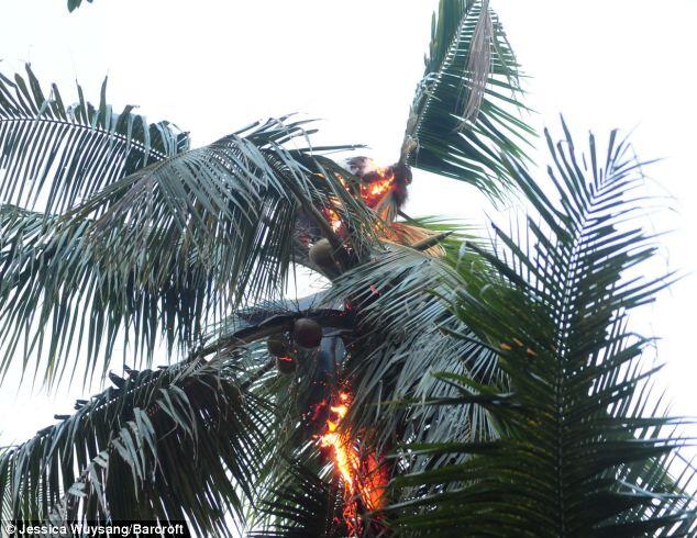 Orang Utan Kalimantan Terbakar !!