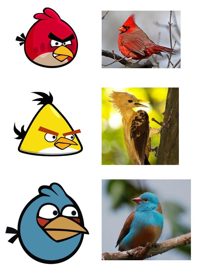 yg mw liat burung asli versi angry bird