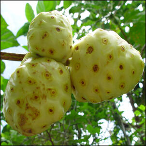 Khasiat Buah Mengkudu