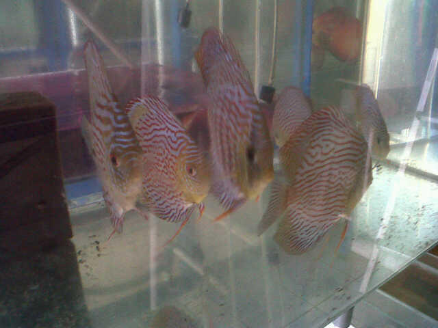 Jual ikan discuss/diskus/ikan cakram uk 4"-5" indukan dan borongan murmer!