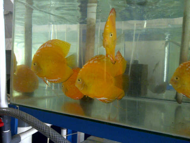 Jual ikan discuss/diskus/ikan cakram uk 4"-5" indukan dan borongan murmer!