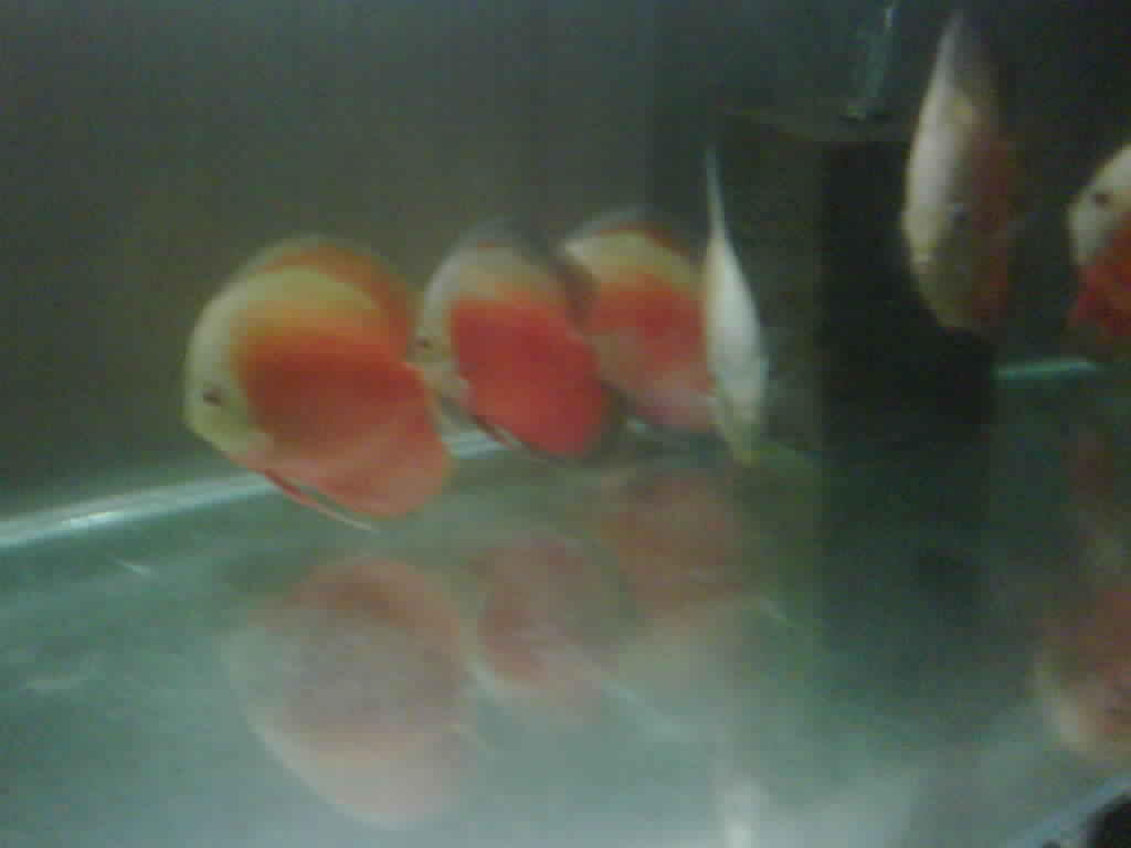 Jual ikan discuss/diskus/ikan cakram uk 4"-5" indukan dan borongan murmer!