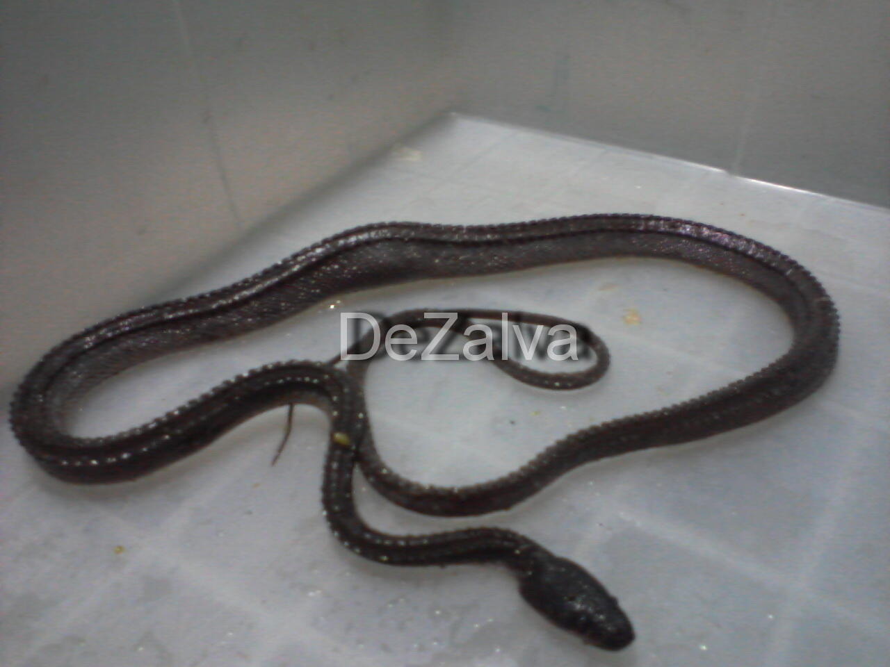 RARE ITEM..!!! Xenodermus Javanicus / Dragon Snake / Ular Duri
