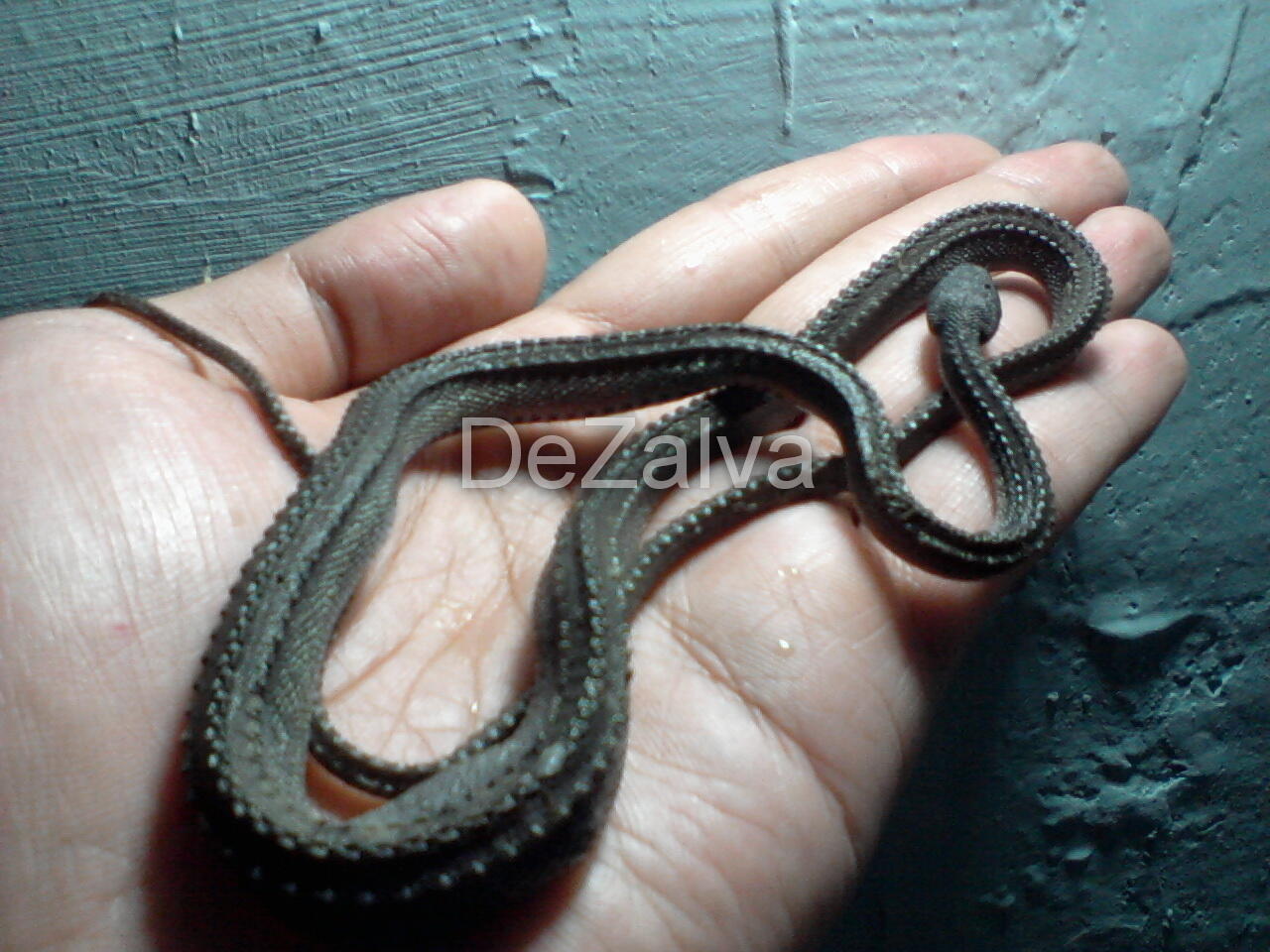 RARE ITEM..!!! Xenodermus Javanicus / Dragon Snake / Ular Duri