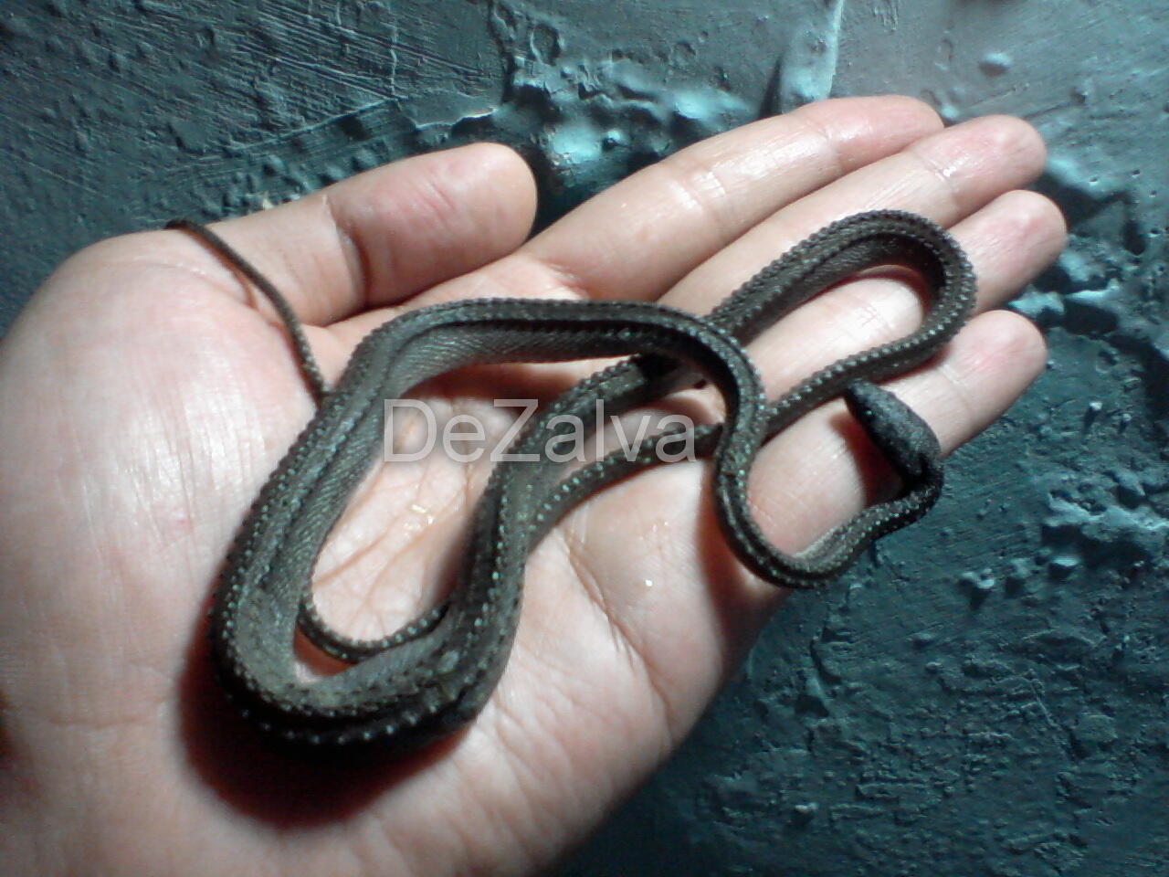 RARE ITEM..!!! Xenodermus Javanicus / Dragon Snake / Ular Duri