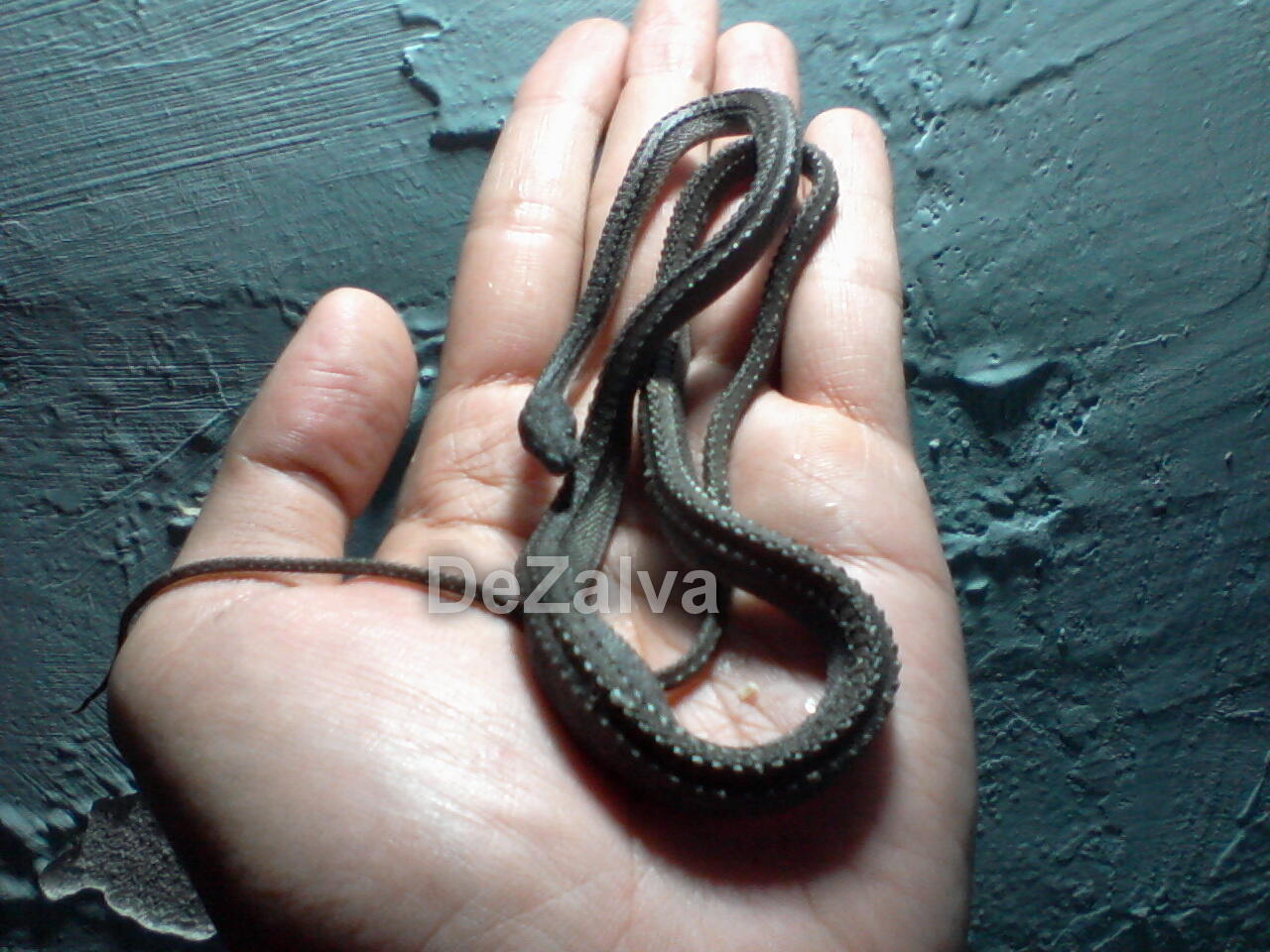 RARE ITEM..!!! Xenodermus Javanicus / Dragon Snake / Ular Duri