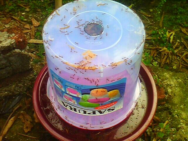 BUDIDAYA SEMUT RANGRANG