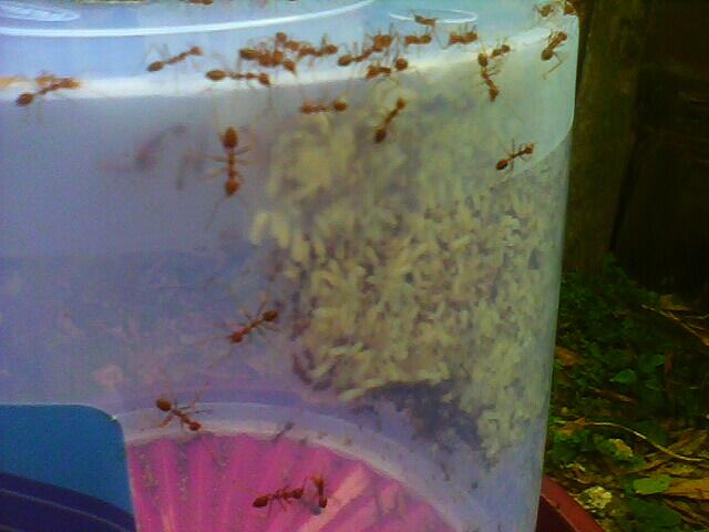 BUDIDAYA SEMUT RANGRANG