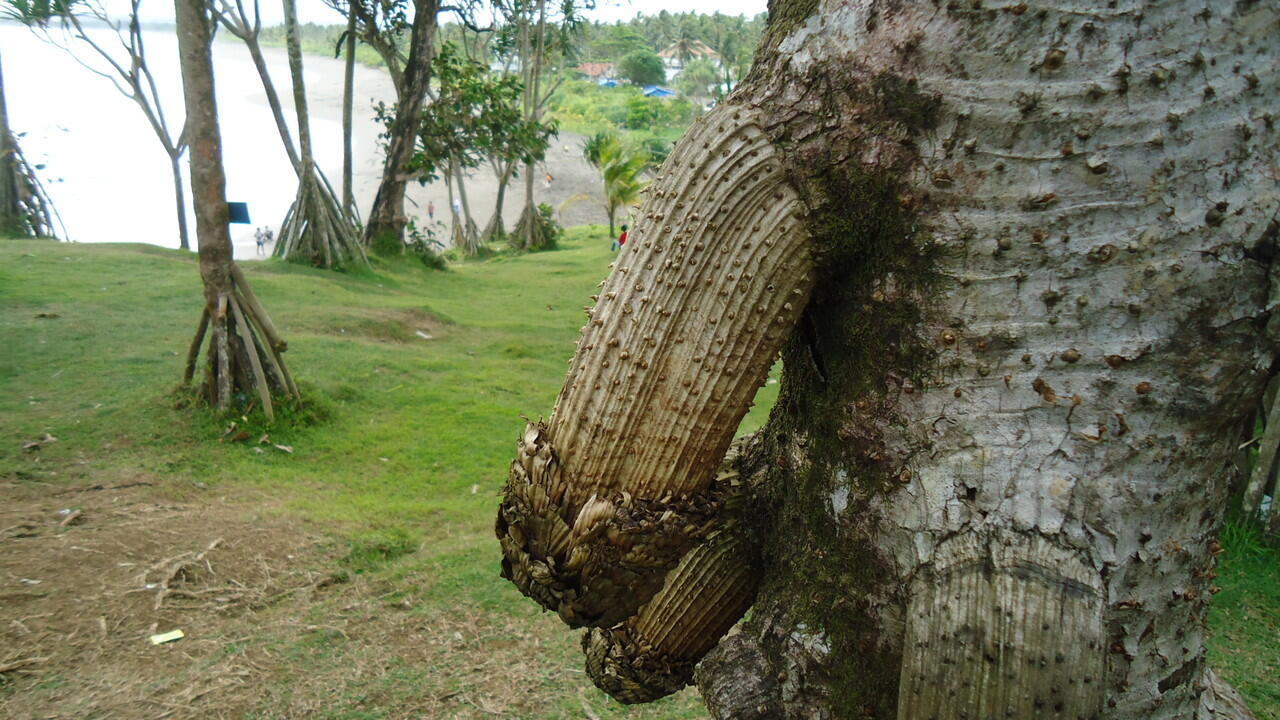 pohon sakti... penasaran masuuk...+ PIC..