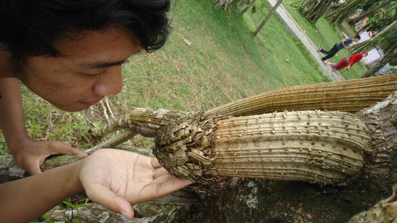 pohon sakti... penasaran masuuk...+ PIC..