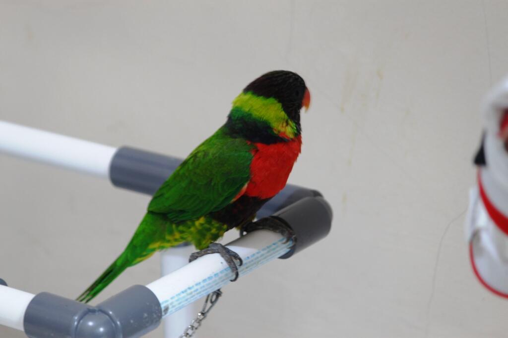 Terjual Jual Burung Nuri Pelangi Kaskus