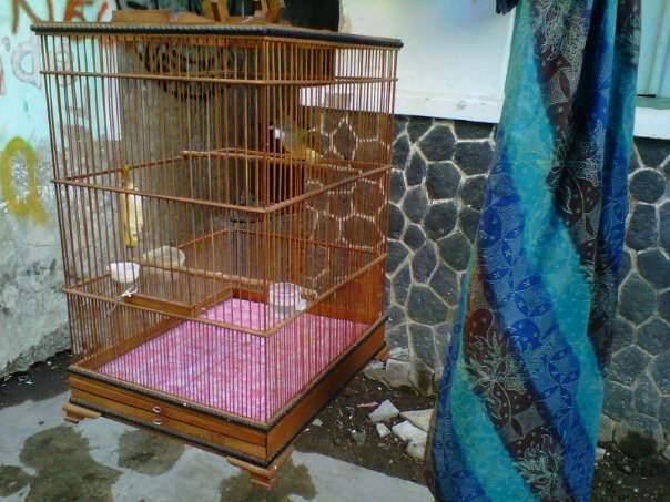 cucak jenggot / kacer poci jogja - yogya