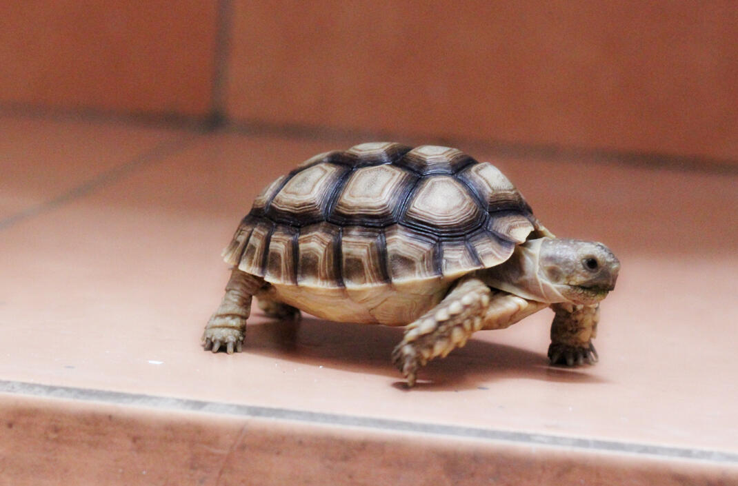 Terjual Kura Sulcata Tortoise 9 cm | KASKUS