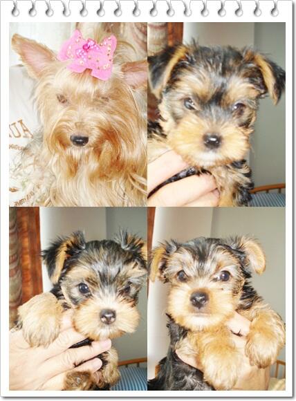 Terjual Dijual Anakan Anjing Yorkshire Terrier Kaskus