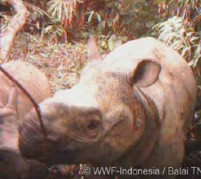 Badak Jawa Mamalia Besar Terlangka di Dunia yang ada di Ambang Kepunahan + PIC