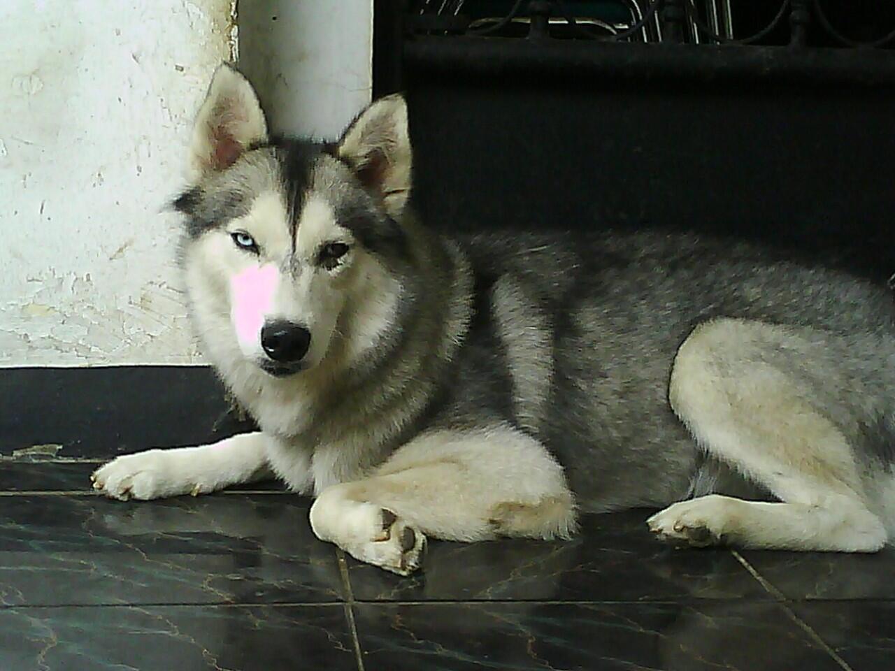 SIBERIAN HUSKY