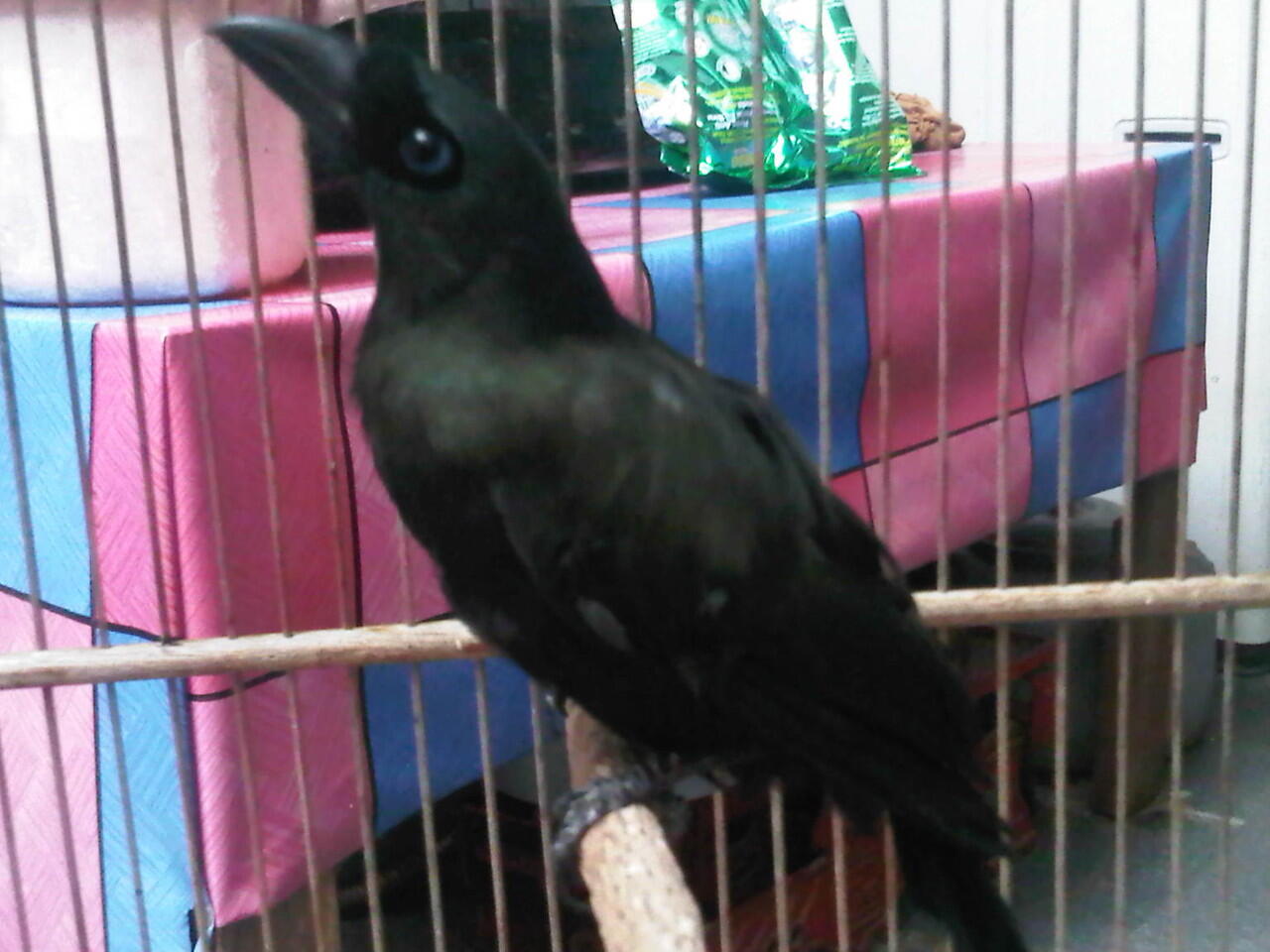burung murai irian (black racket tailed treepie)