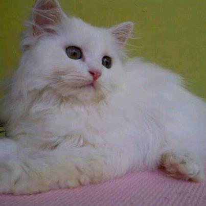 Kitten Persia 3 months white Male n Female SALE (Jakarta)