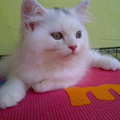 Kitten Persia 3 months white Male n Female SALE (Jakarta)