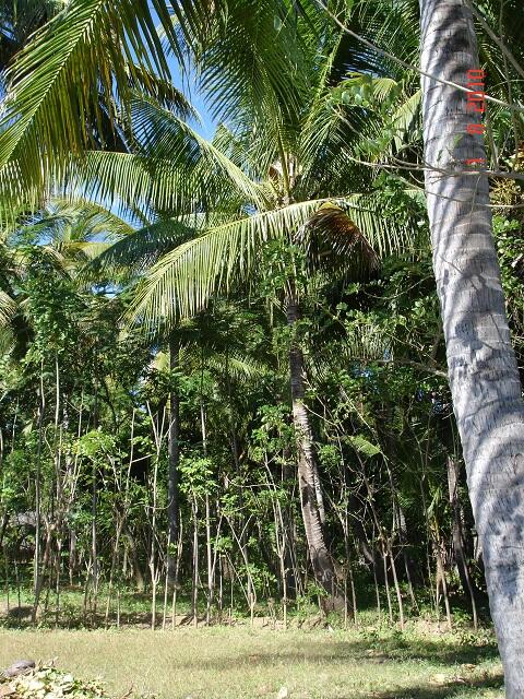 Tanah di Bondalem, Singaraja - BALI