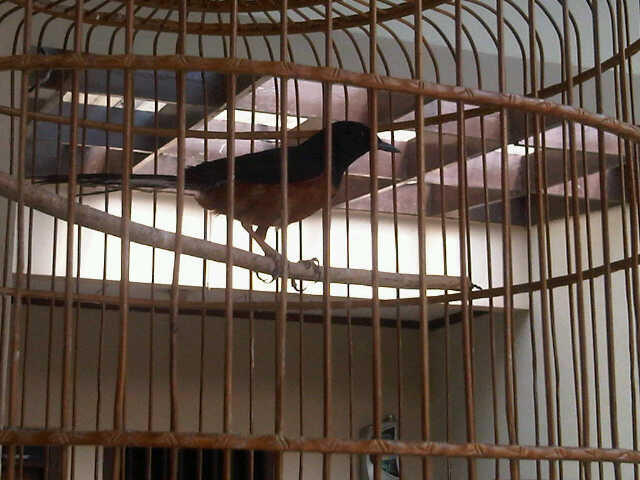 WTS: MURAI BATU, KOLIBRI DAN CABE-CABEAN