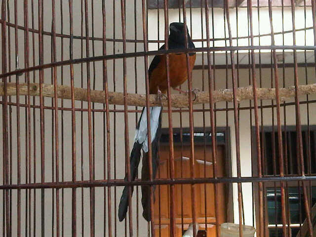 WTS: MURAI BATU, KOLIBRI DAN CABE-CABEAN