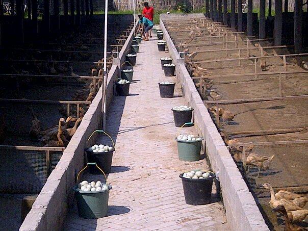Telur Bebek ORIN