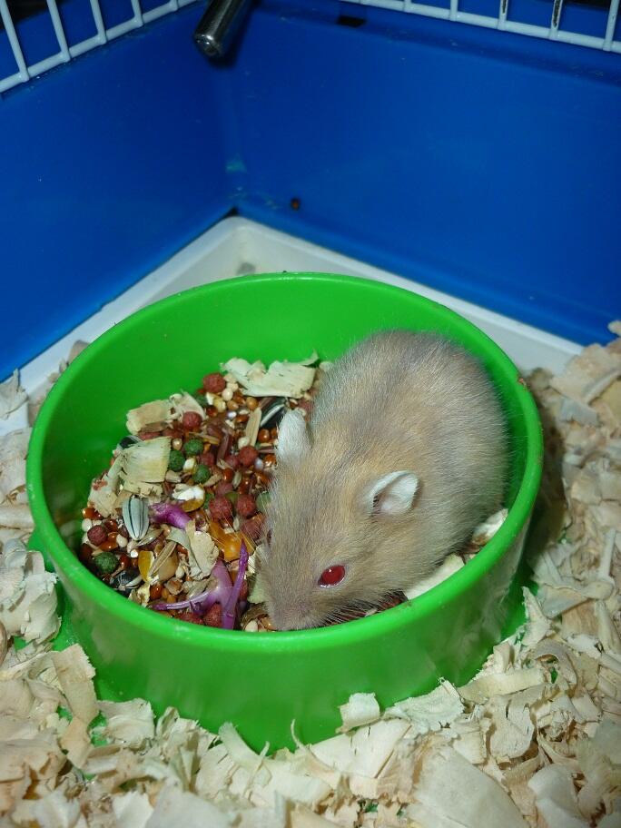 hamster imut & perlengkapan