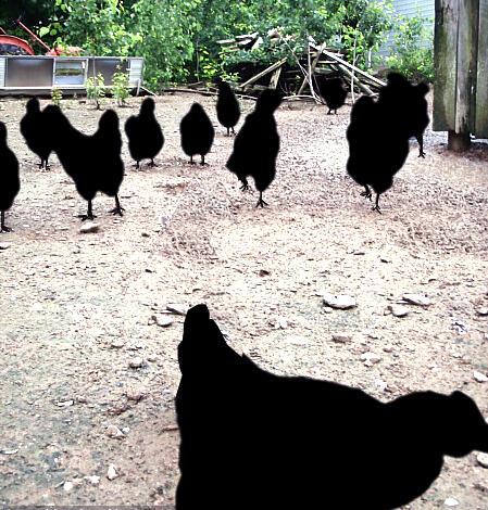 Jual Ayam Cemani - murah *****