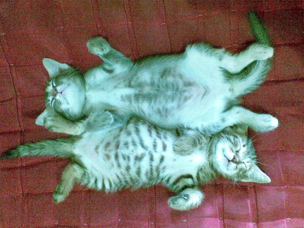 Foto2 Kucing ane yg kocak gan!!!!!! Cekibrooott